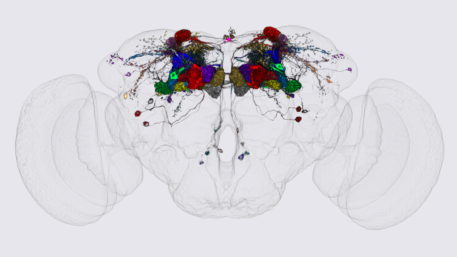 Mungall 1995 ドローイング